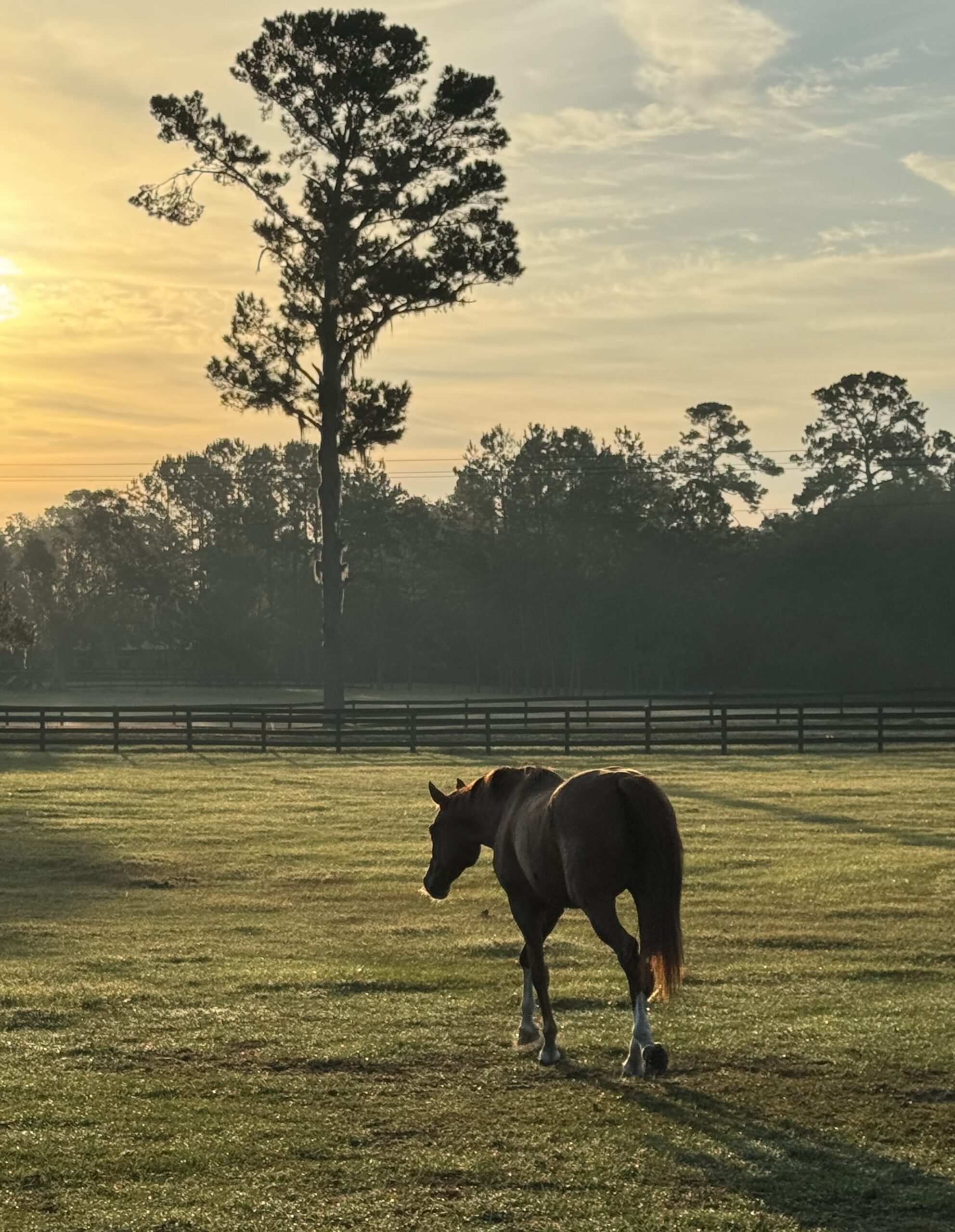 Williston Horse Property