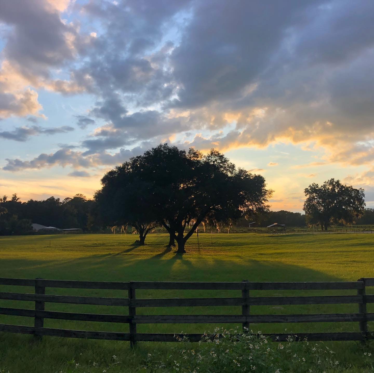 Williston horse property